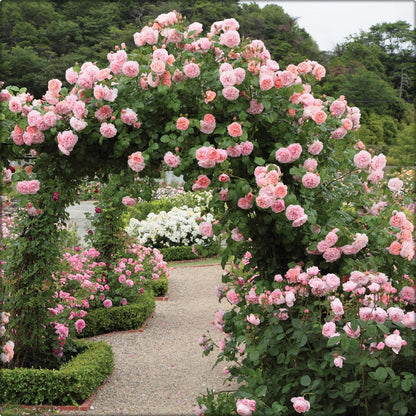 Big Bloom Rose – Any Place, Any Season