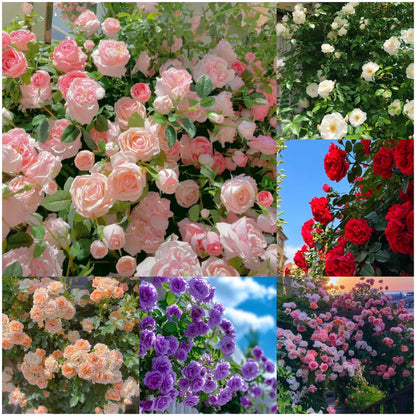 Big Bloom Rose – Any Place, Any Season